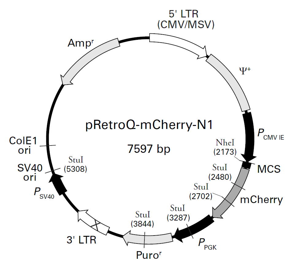 pRetroQ-mCherry-N1载体图谱